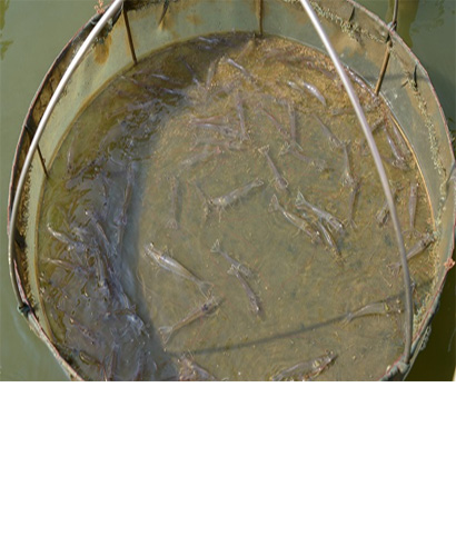 Feed Application & Management