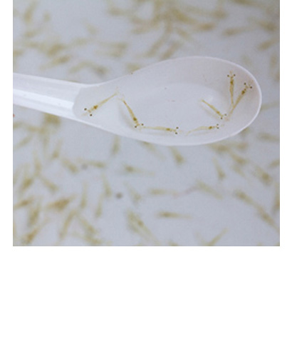 Vannamei Seed Supply